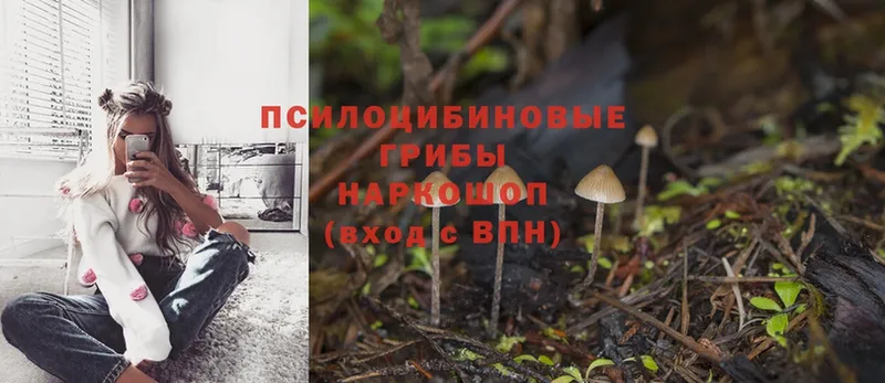 как найти   Никольское  Галлюциногенные грибы Psilocybe 